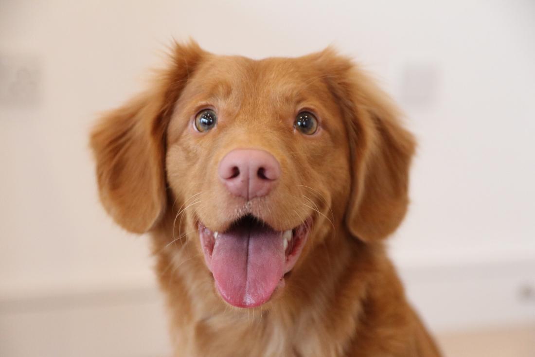 Original pet photo