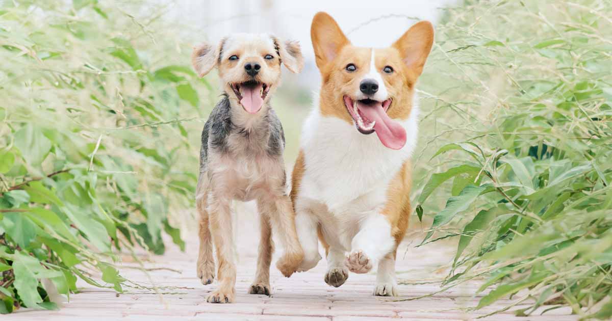 Original pet photo