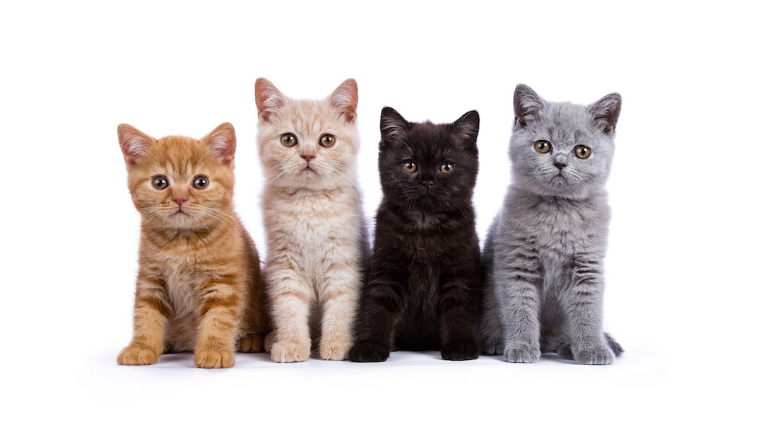 Original pet photo