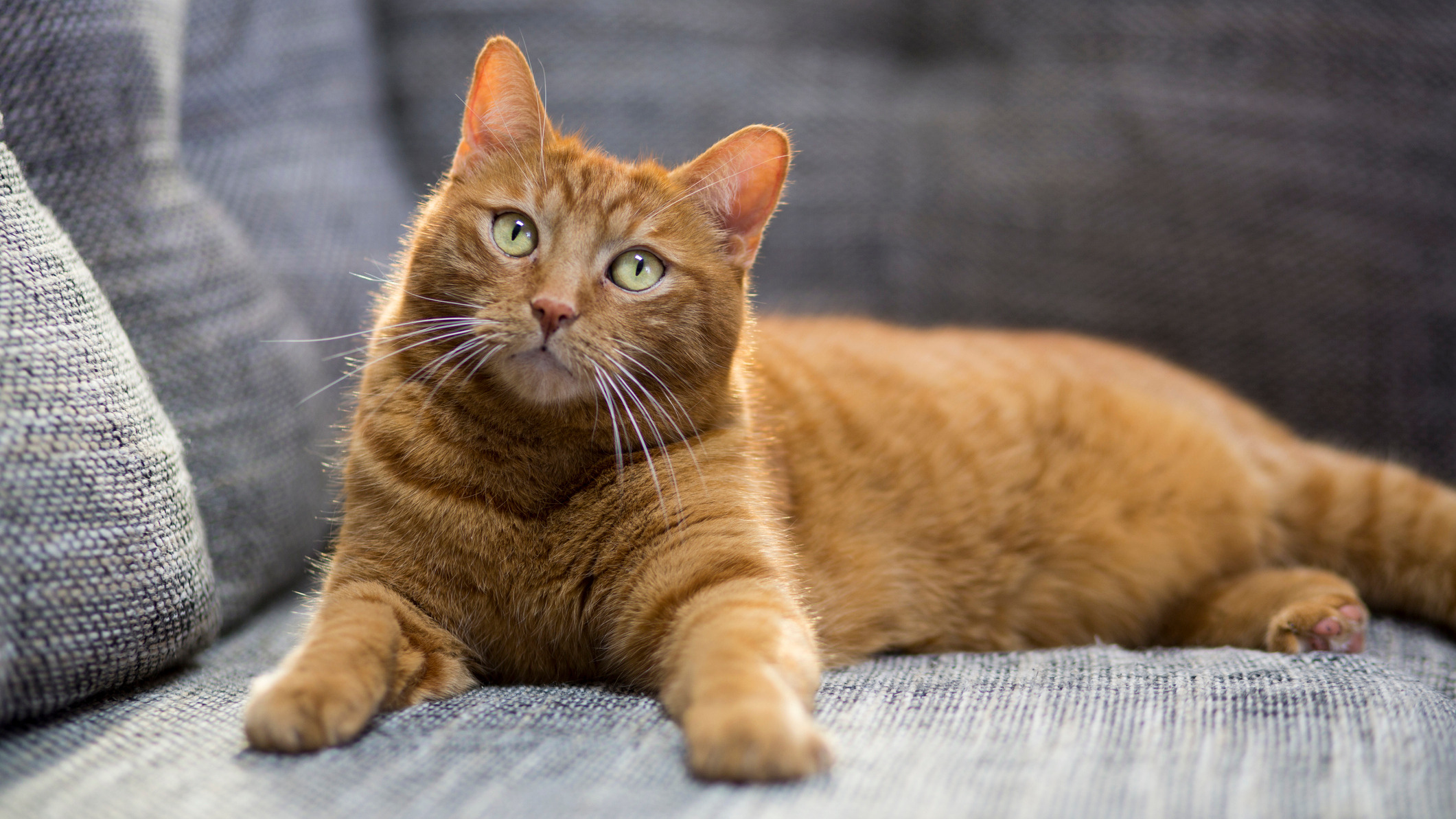 Original pet photo
