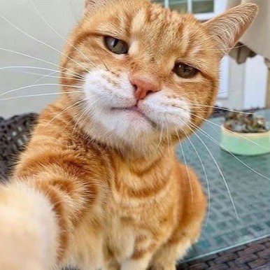 Original cat photo