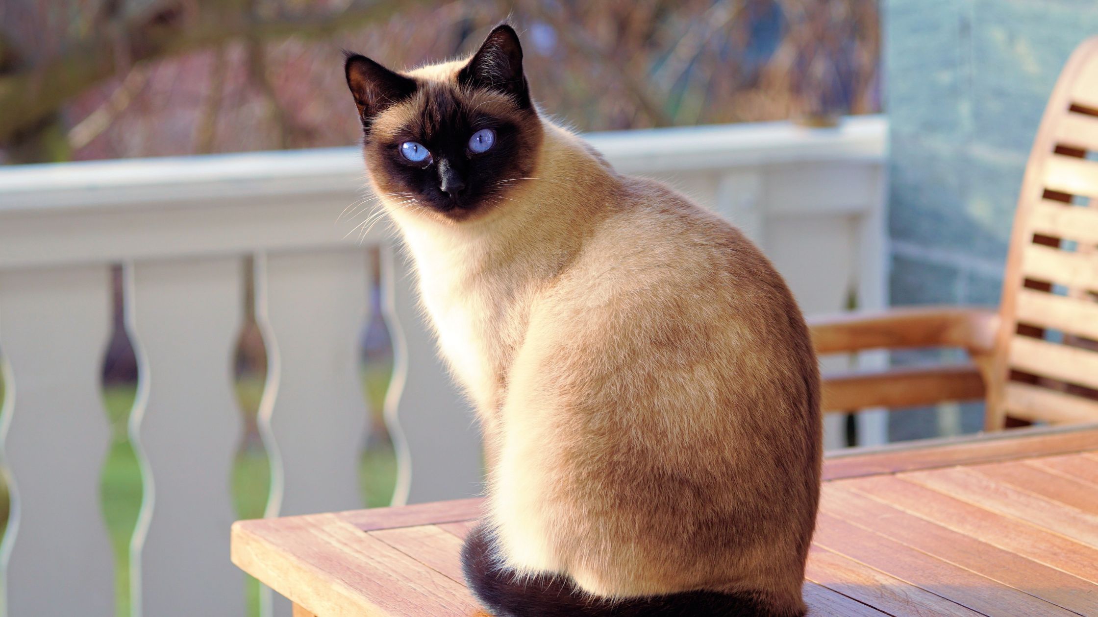 Original pet photo