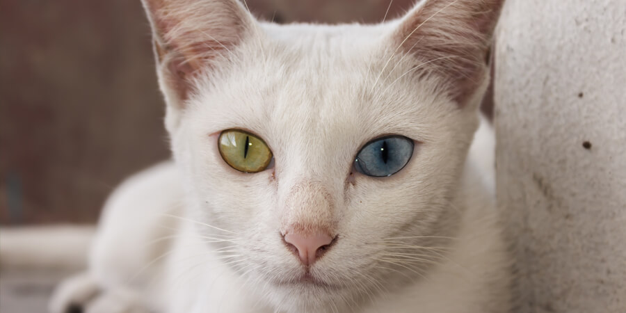 Original pet photo