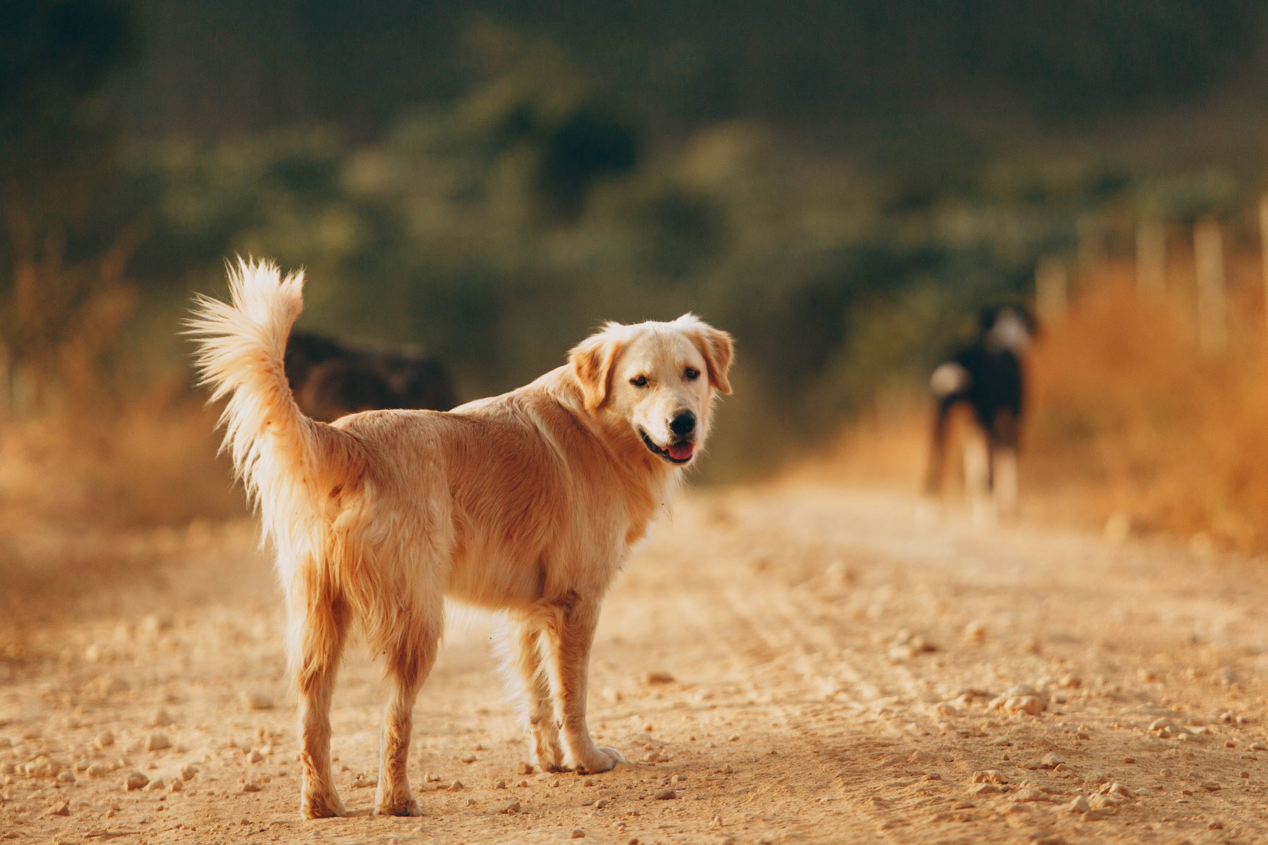 Original pet photo